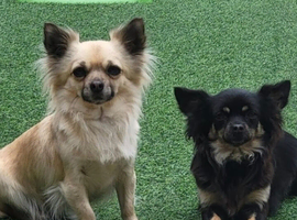 Lola & Pippa beautiful chihuahua's