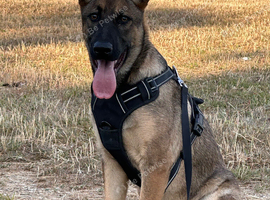 German shepherd