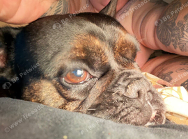 3 y/o frenchie