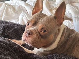 Pocket bully for rehome!!