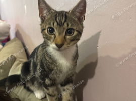 Male mixed bengal kitten