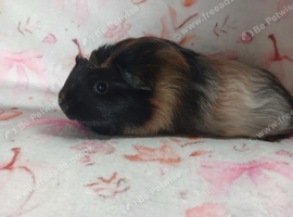 Beautiful single female sow guinea pig