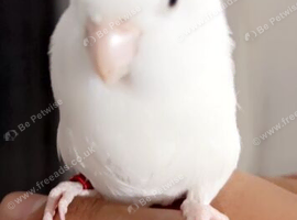 Handreared parrotlet pair