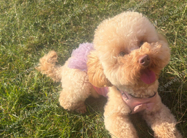Moana the toy poodle