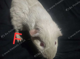 Baby gunea pigs ready NOW