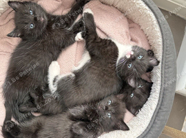 Ragdoll mixed kittens