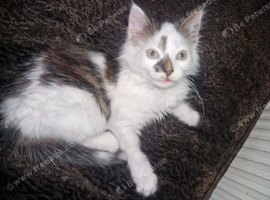 Cute playful kitten looking for new home