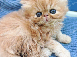 1 red tabby male persian kittens