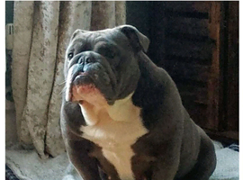 KC registered bulldogs.READY NOW