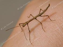 Indian stick insects/eggs