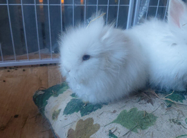 Teddy double maned lionhead rabbits