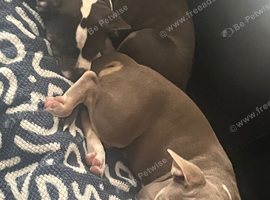 Frenchie x bull