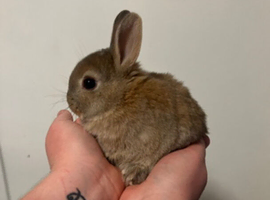 Netherland dwarf