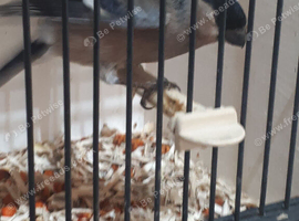british bullfinch hen..