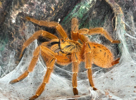 Tarantulas Mixed