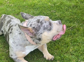 2 year old Pocket bully for rehoming (pls read full ad)