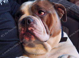 Girl and boy dogs both 3 years old. English bulldog and a long legged Staffordshire