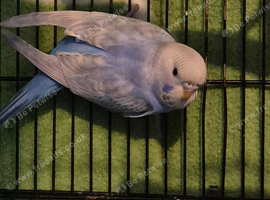 Baby budgies