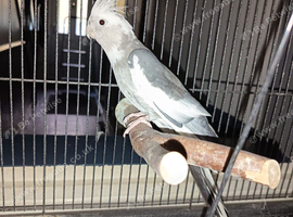 White faced Cockatiel