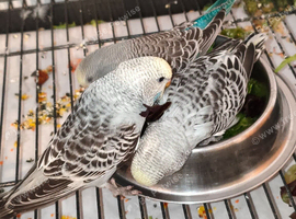 Baby Budgies - ready to leave now