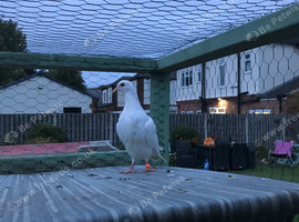 White homer pigeon FREE