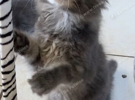 Beautiful Maine coon kittens