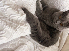 Male british shorthair