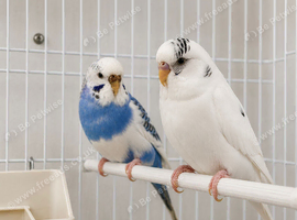 Male and female budgies for sale