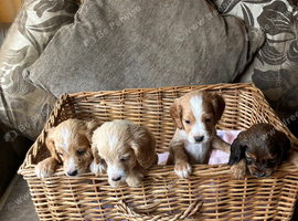 Cocker Spaniel puppies