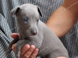 KC registered- True to type whippets