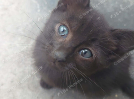 2x black female kittens 12 weeks old wormed flead