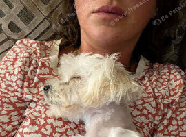 Mini morkie - Minnie