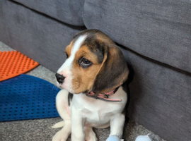 Poppy