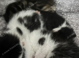 4 x fluffy kittens