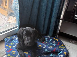 goldador puppies ready for their forever homes