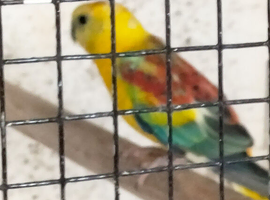 Red rump cock