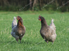 POL Hens available now