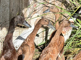 Pure fawn exhibition runners