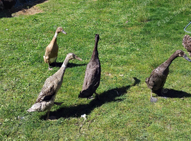Indian runner ducklings