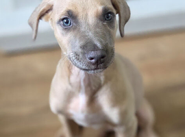 1 beautiful little girl bull lurch