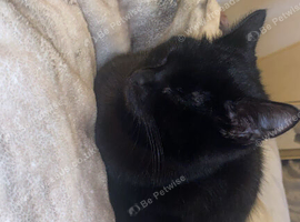 1 week old kittens for good homes