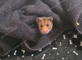 Selling baby syrian hamster