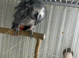 Female African grey Glasgow