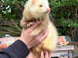 Ferret Kits for sale