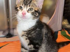 9wk old kittens