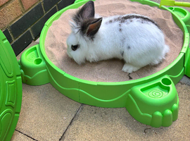 6month old lion head rabbit