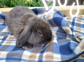 Mini lop baby rabbits
