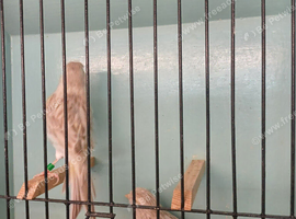 New Colour Canaries Yellow