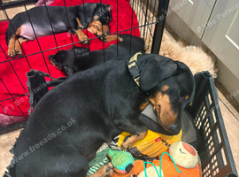 Dachshund