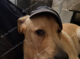 8month lab